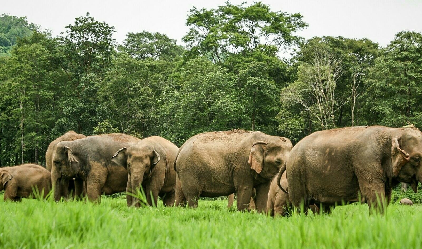 How Volunteering at an Elephant Sanctuary Changed Me Forever&nbsp;