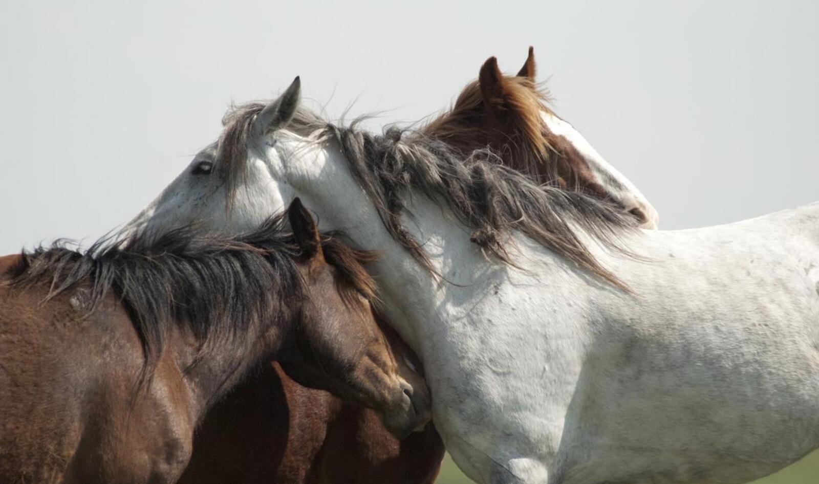 VegNews.Horses