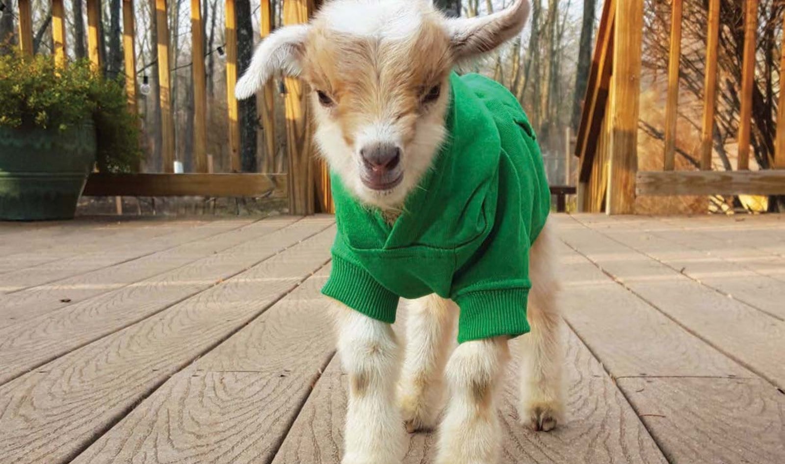 VegNews.SweaterGoat