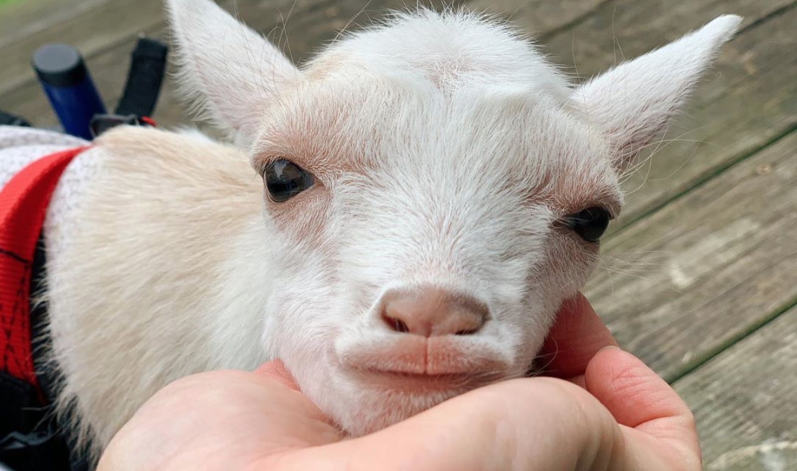 VegNews.GoatsOfAnarchy