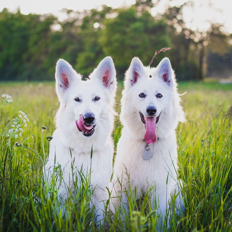 Vegan Diet For Dogs Linked to Better Health, New Study Finds