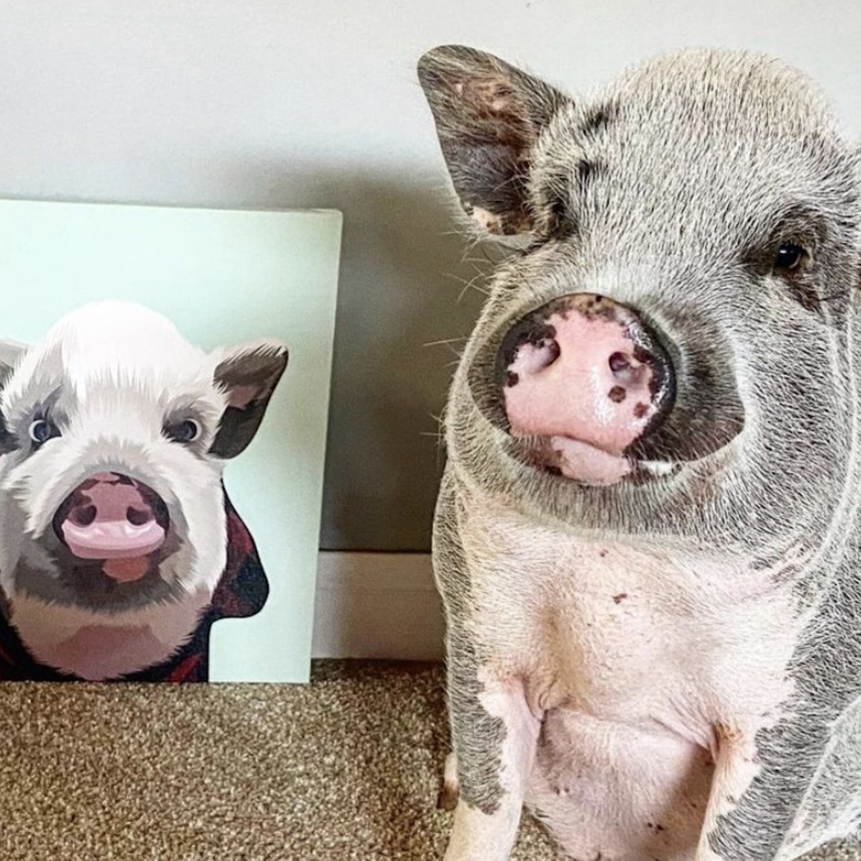 7 Adorable Vegan Animal Instagram Accounts To Brighten Your Day