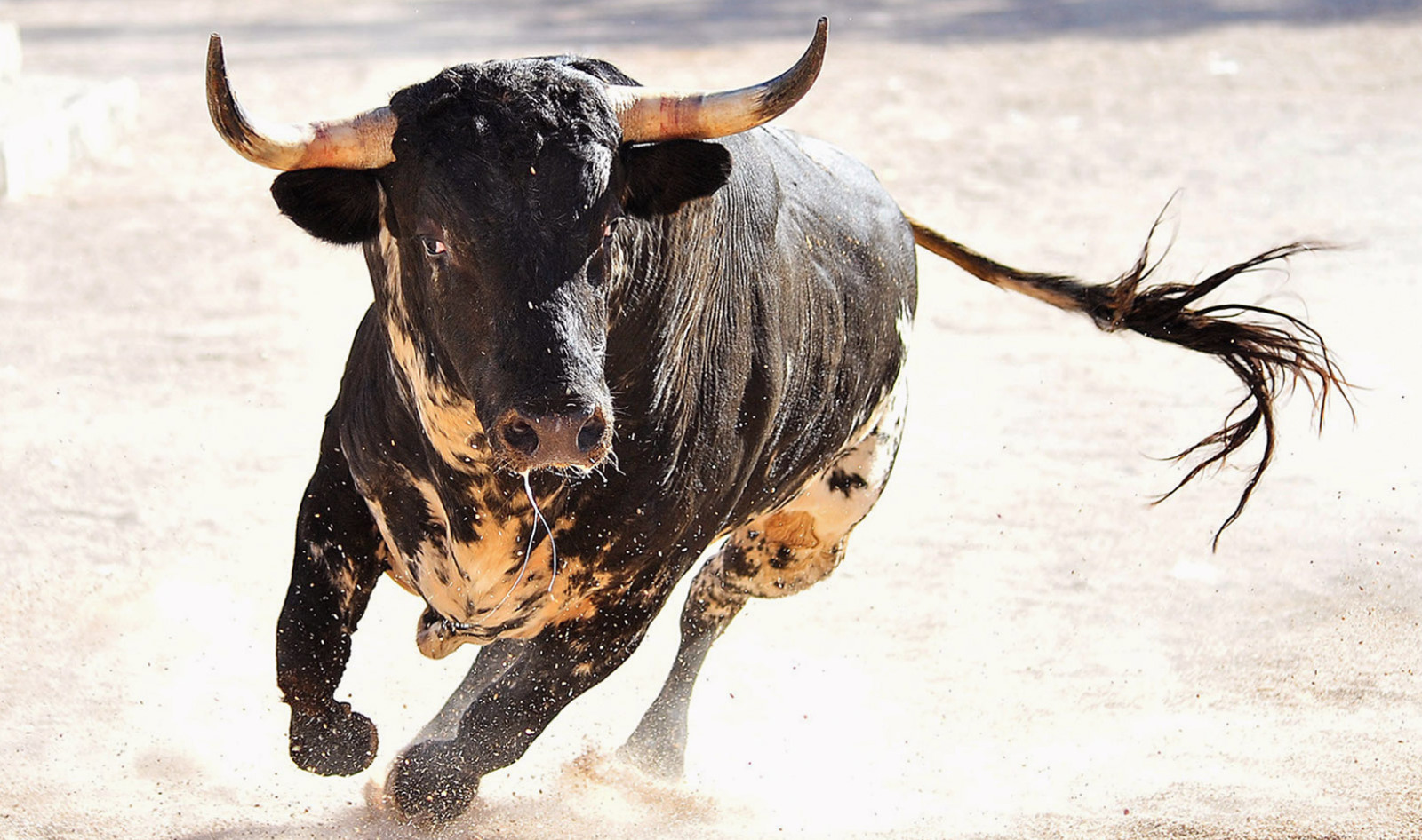 World's First Sanctuary for Spanish Bulls Rescued From Bullfighting Opens in Colombia