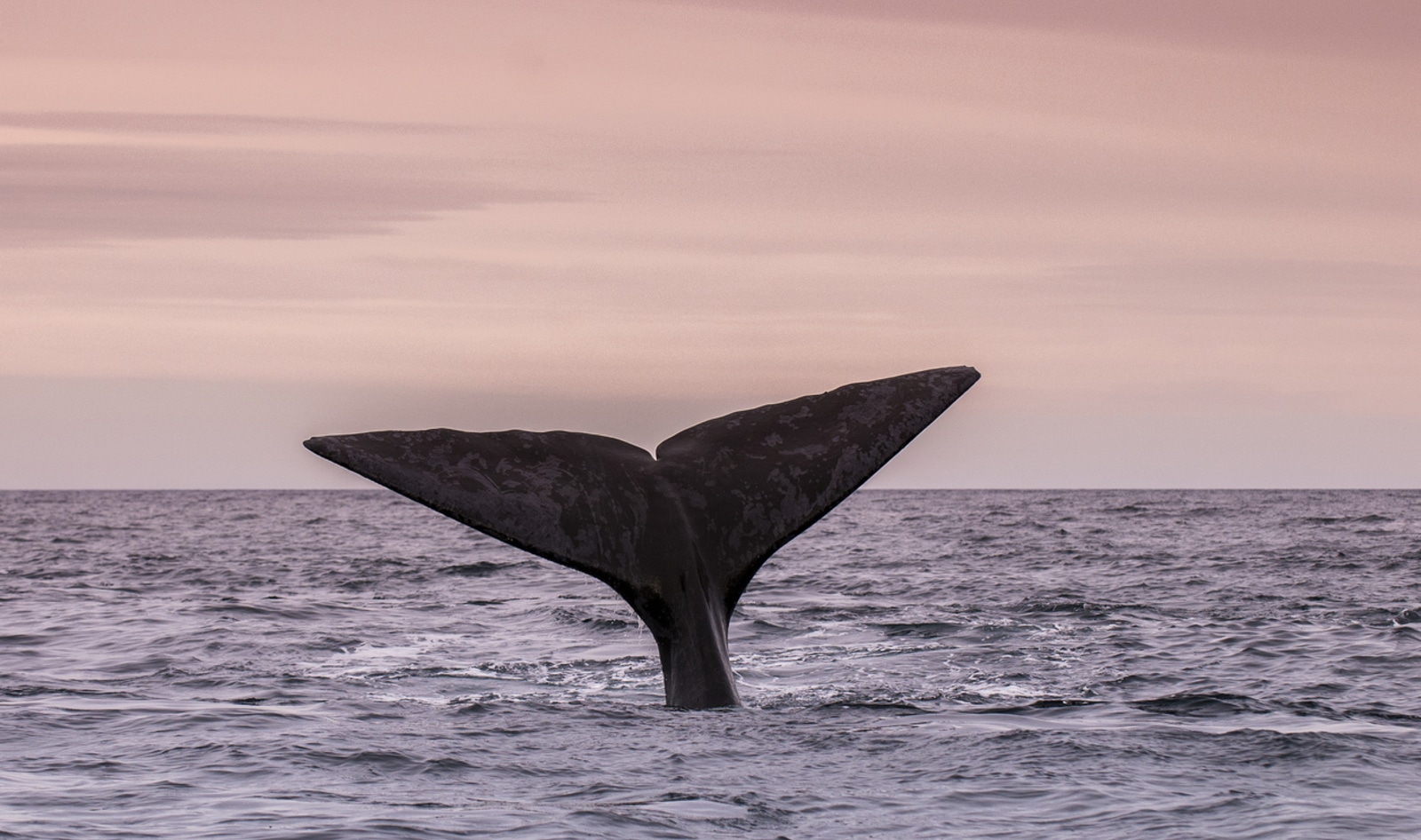 To Save the Whales, We Need to Stop Eating Lobster—Here's Why&nbsp;