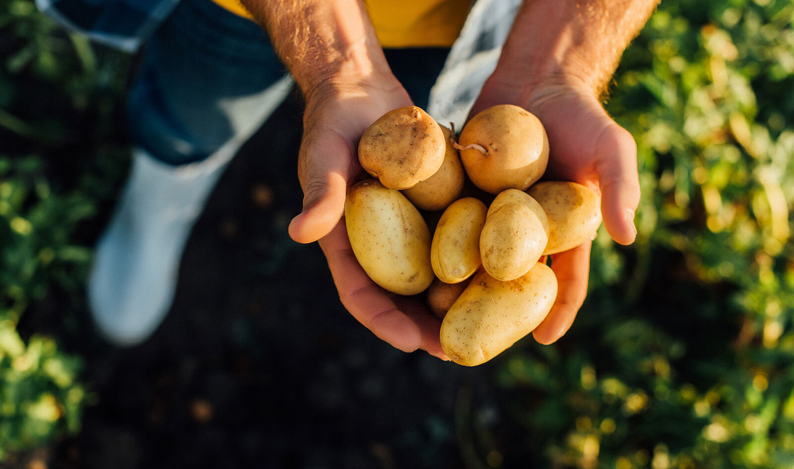 Startup Is Growing Egg Whites Inside Potatoes to Crack $27 Billion Egg Market