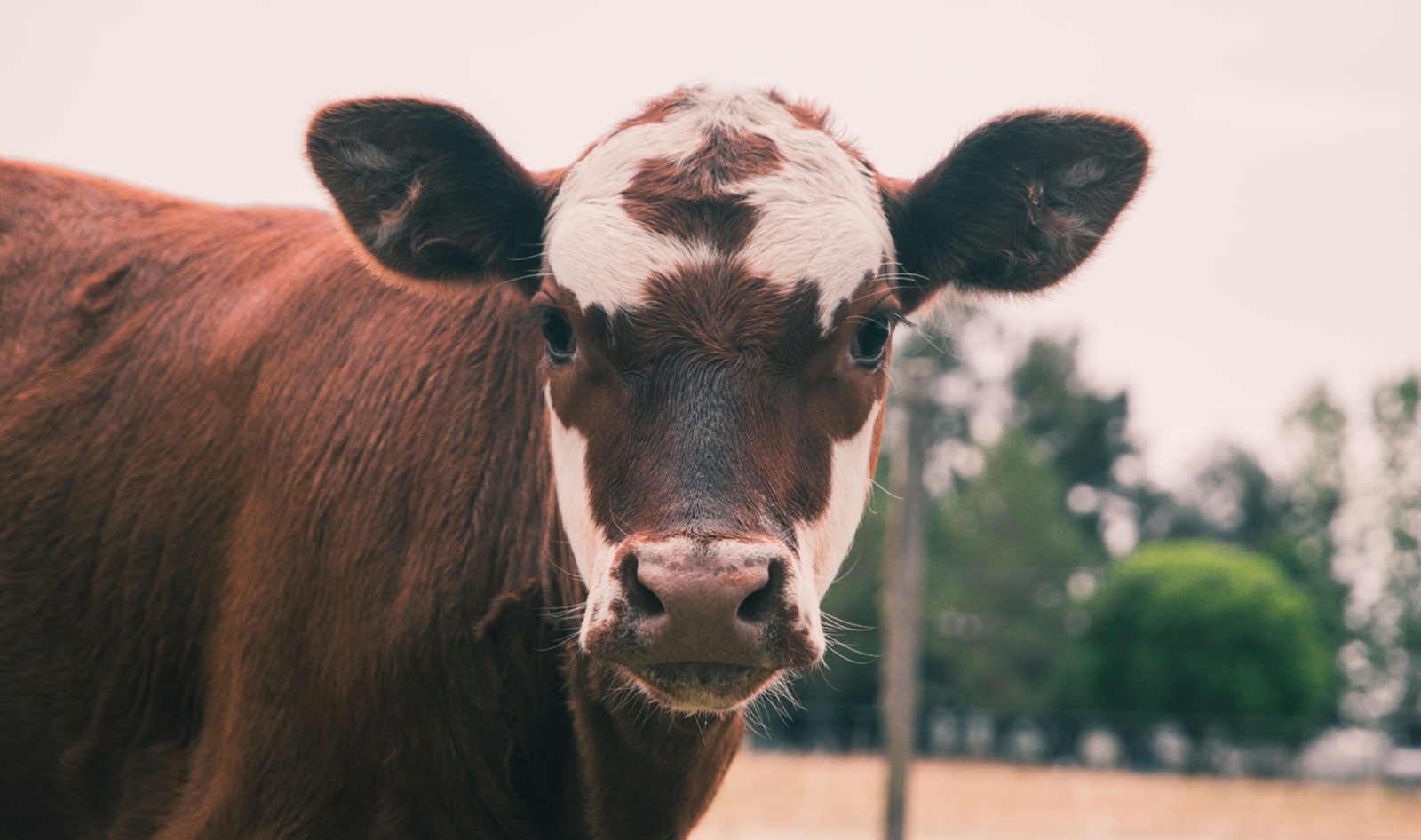 Beyond Methane: 6 Environmental Challenges of Animal Agriculture