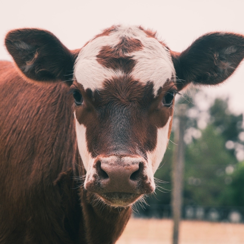 Beyond Methane: 6 Environmental Challenges of Animal Agriculture