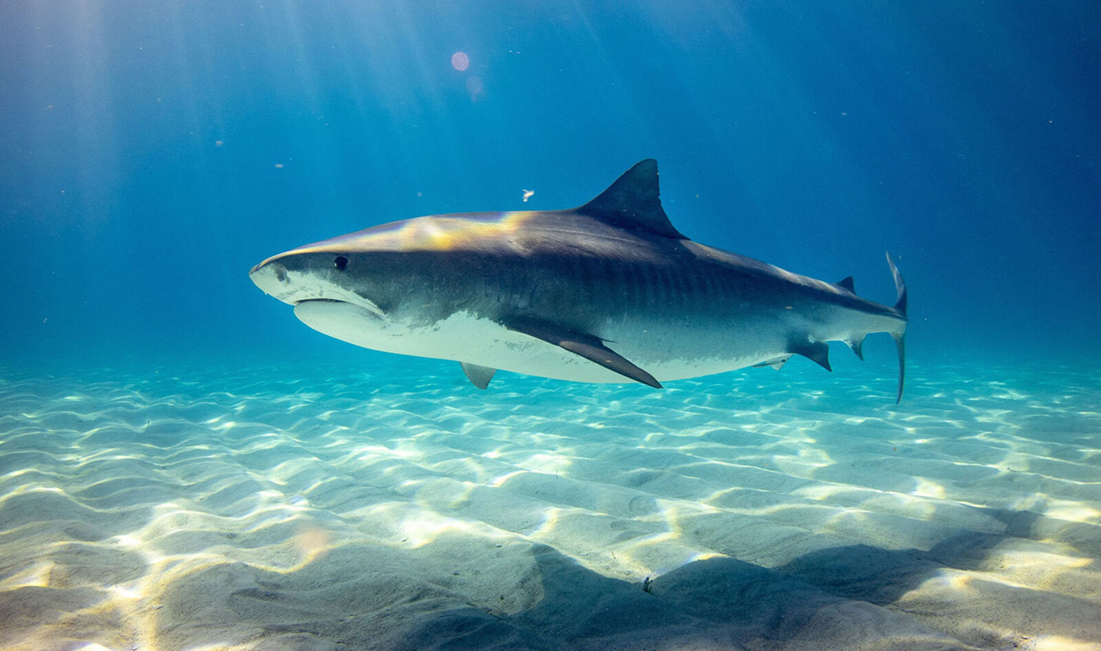 How Many Sharks Are Killed a Year? (The Answer Will Shock You)&nbsp;