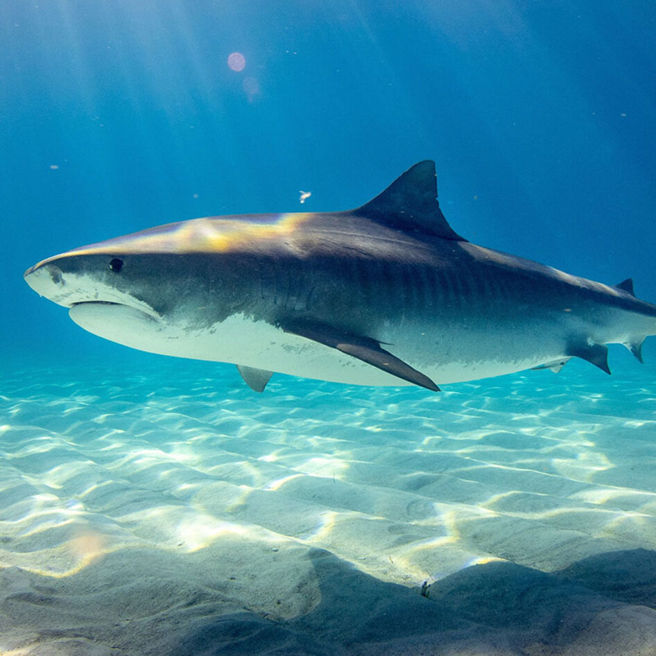 How Many Sharks Are Killed a Year? (The Answer Will Shock You)&nbsp;