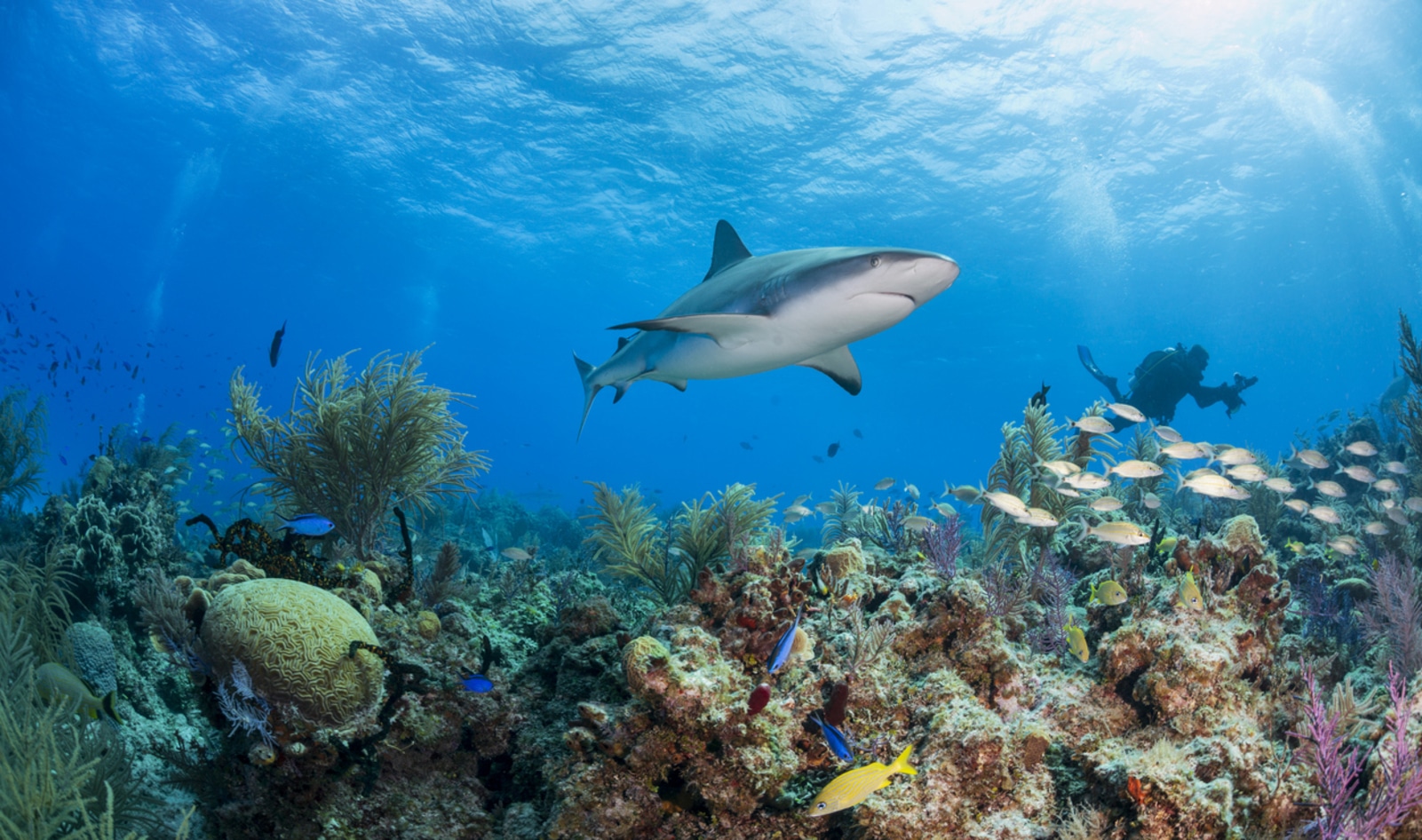 Research Shows New Ways the Fishing Industry Is Destroying Coral Reefs