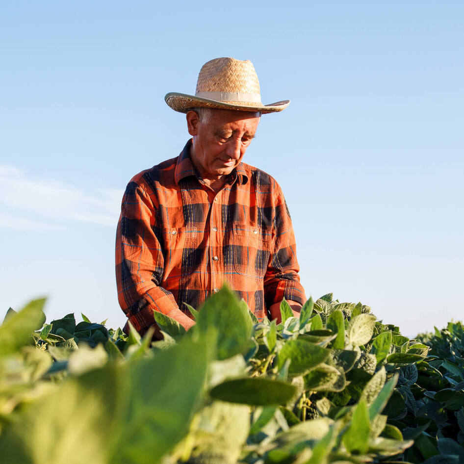 How to Build a Plant-Based Food System: From Policy Change to Sustainable Agriculture