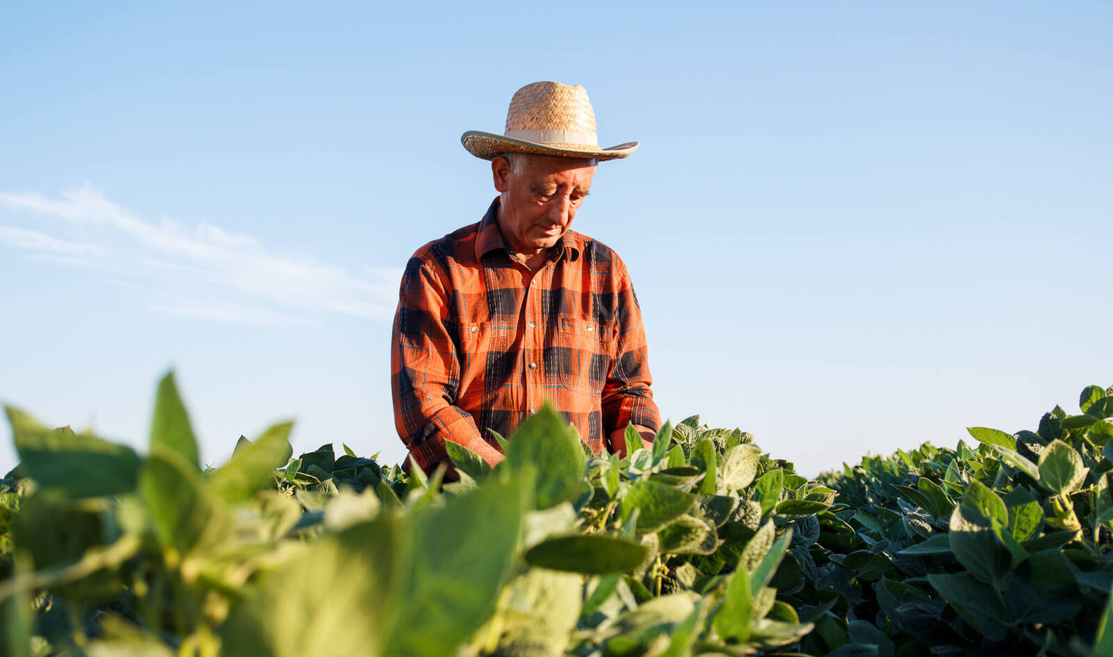 How to Build a Plant-Based Food System: From Policy Change to Sustainable Agriculture