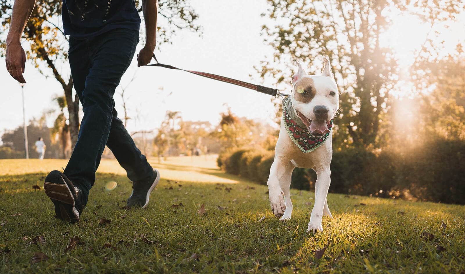 GI Issues Drop 90 Percent, Dandruff 77 Percent in Vegan Dogs, Study Shows