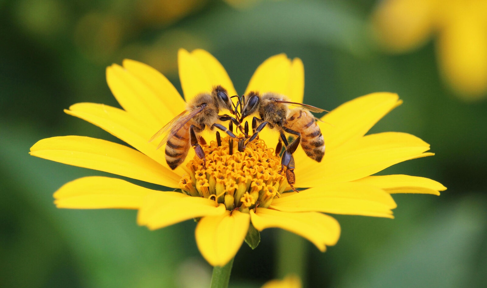 Your Next Trip to the Supermarket Can Support Bees