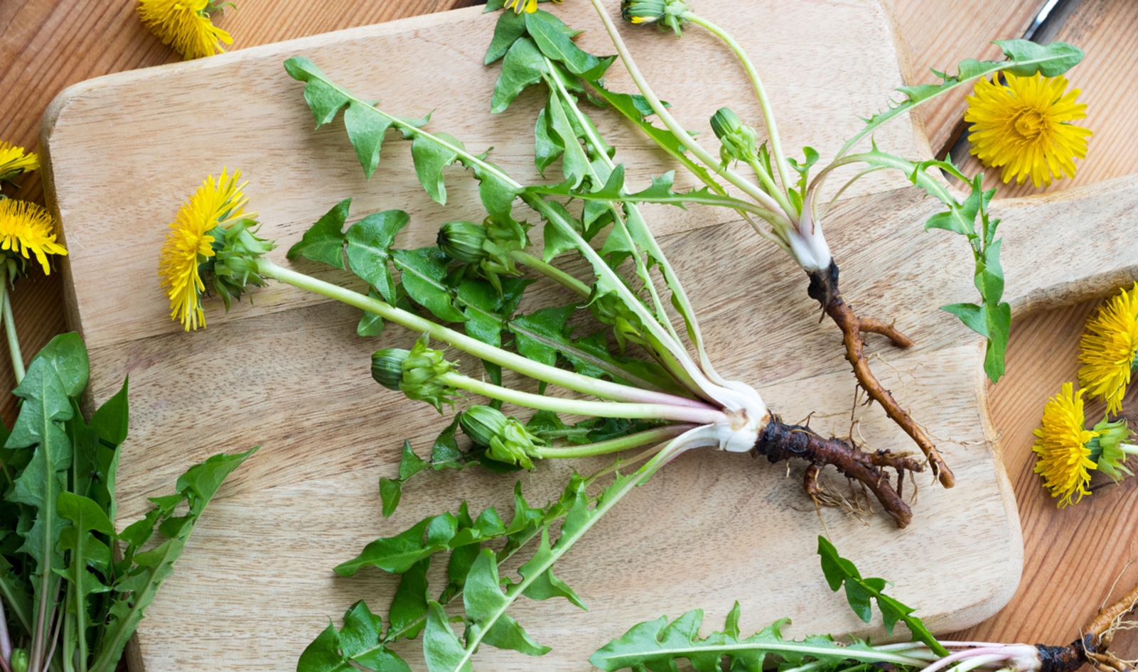 7 Tips to Help You Start Foraging Dandelions, Mallow, and More From Your Own Backyard