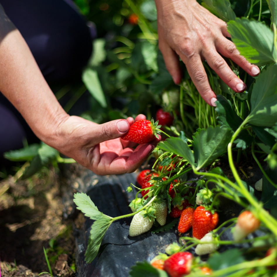 Revolutionary CRISPR Technology Is Helping Make Crops More Resilient to the Climate Crisis