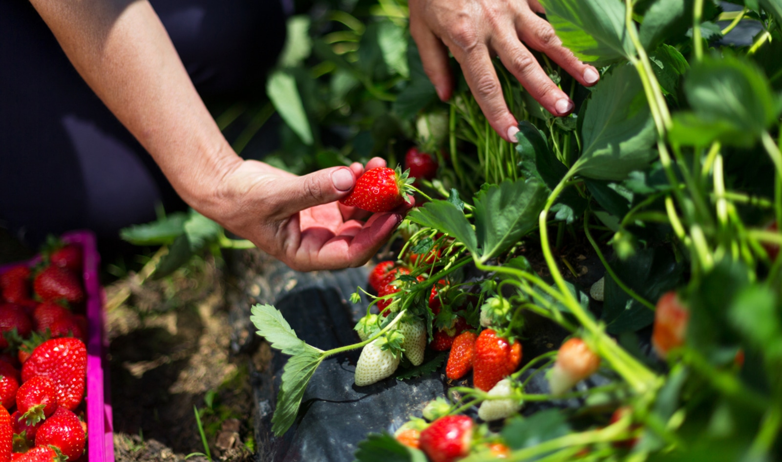 Revolutionary CRISPR Technology Is Helping Make Crops More Resilient to the Climate Crisis