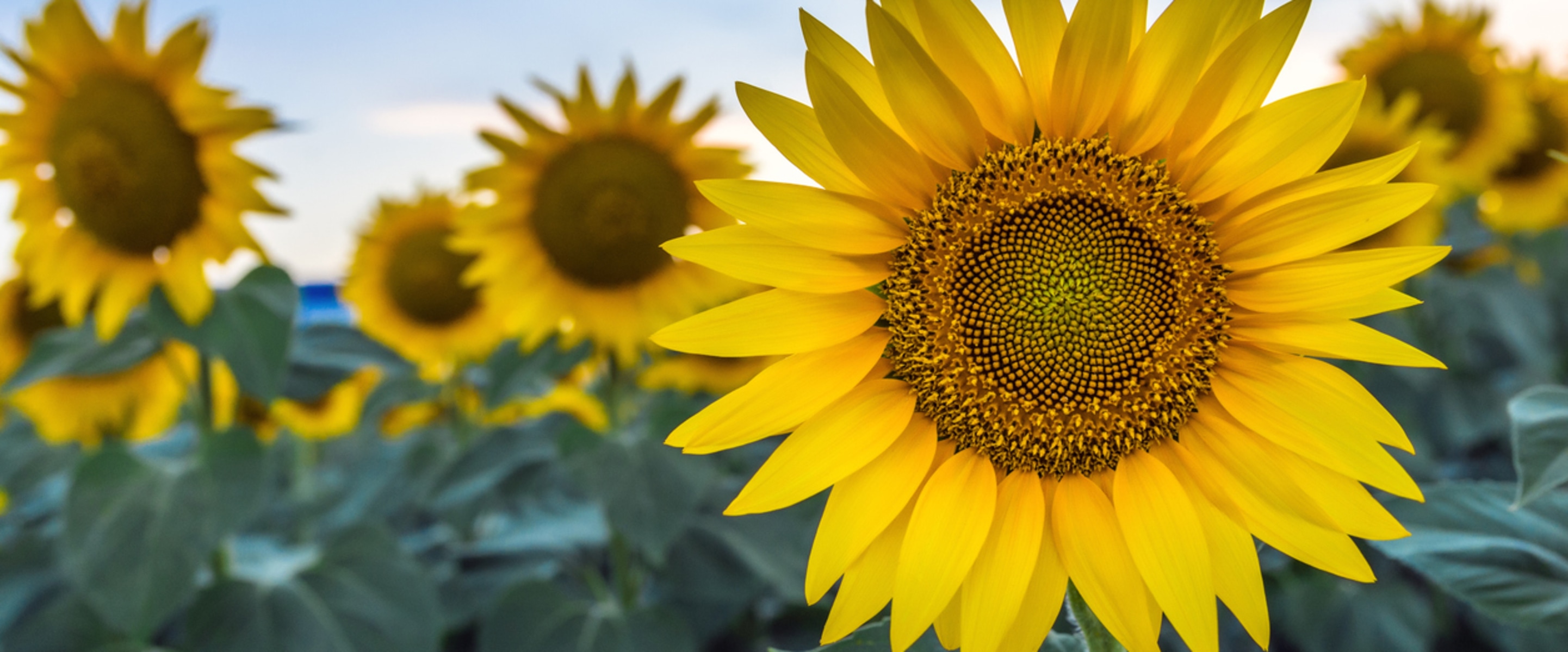 The Sunflower Lover's Guide to Growing, Cooking, and Eating Summer's Favorite Flower