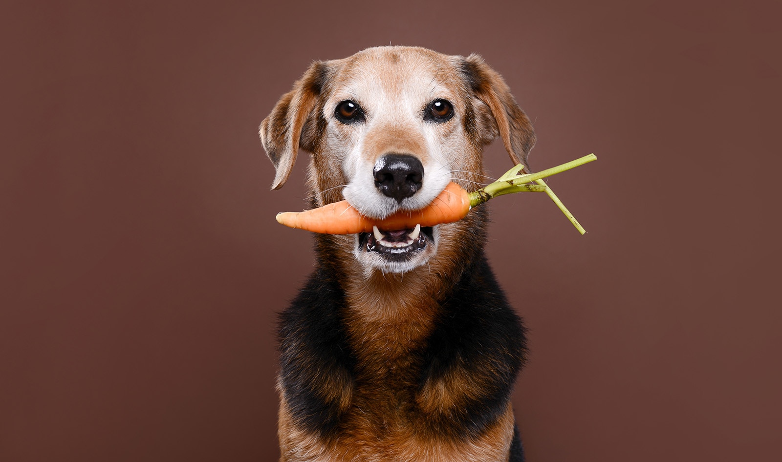 Meat-Based Kibble Diets for Dogs: Is Less Meat Healthier?