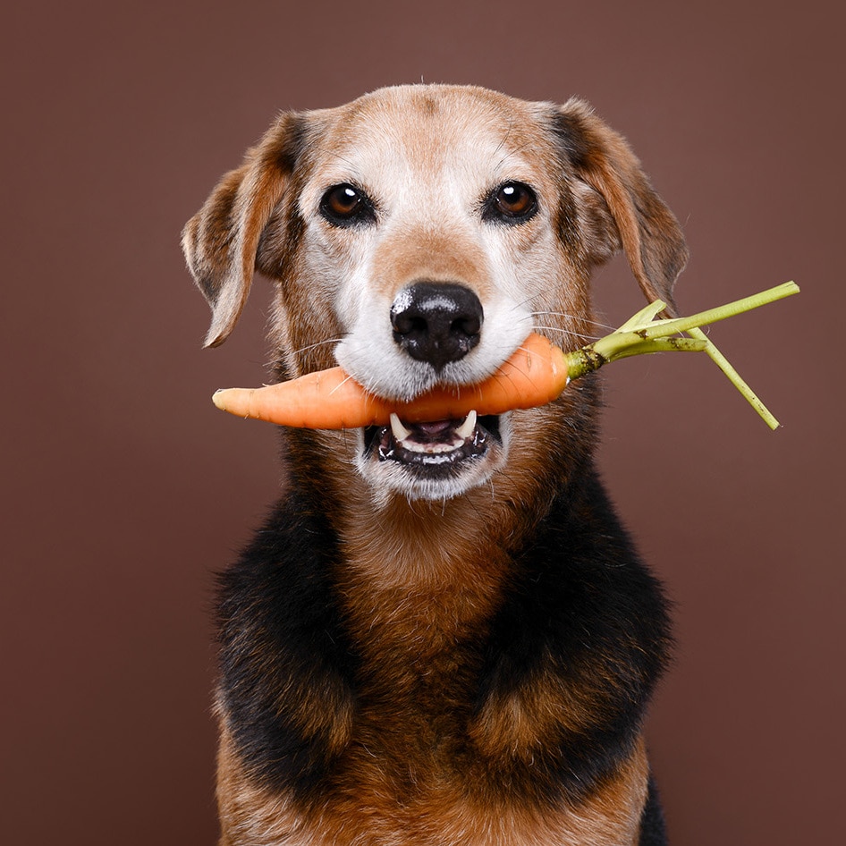 Meat-Based Kibble Diets for Dogs: Is Less Meat Healthier?