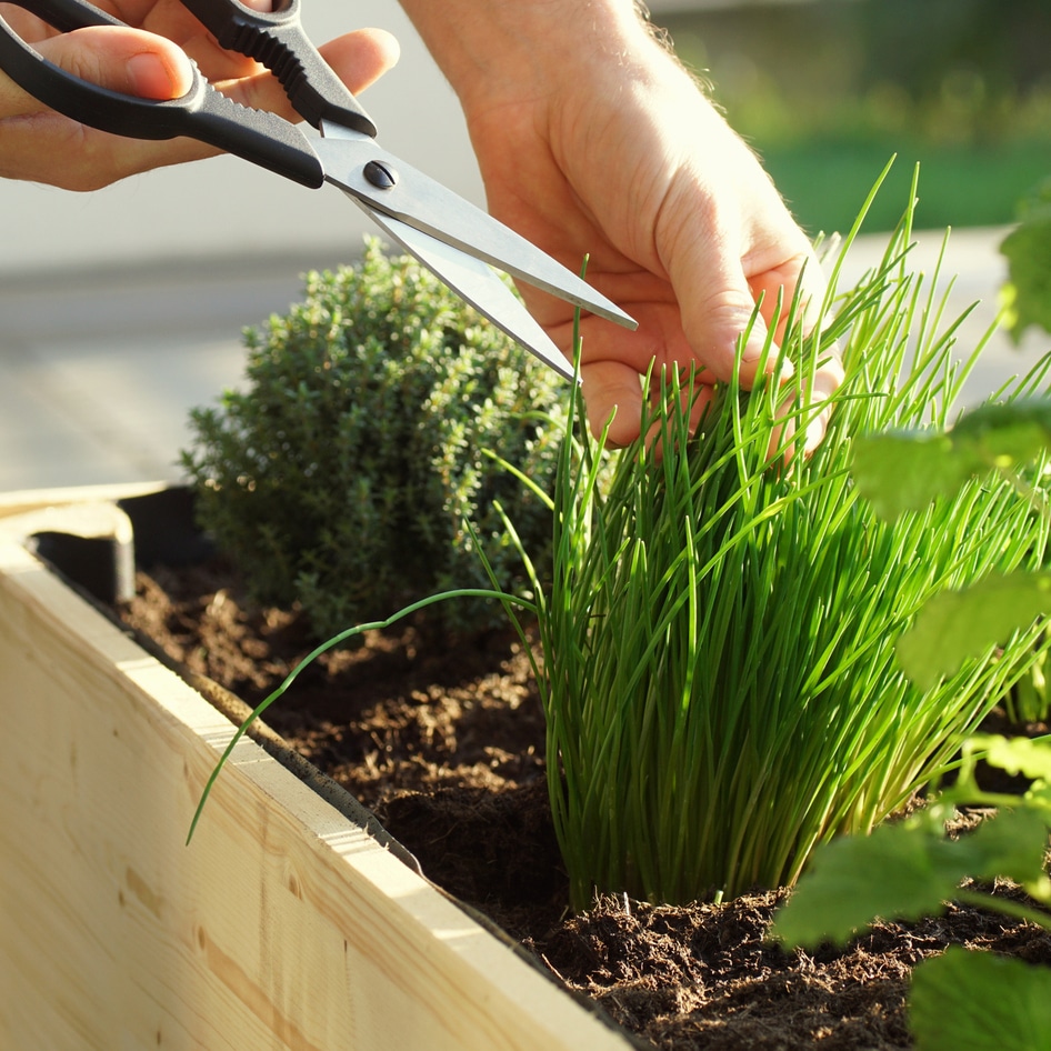 How to Grow Your Own Herbs This Summer And the Best Ways to Eat Them