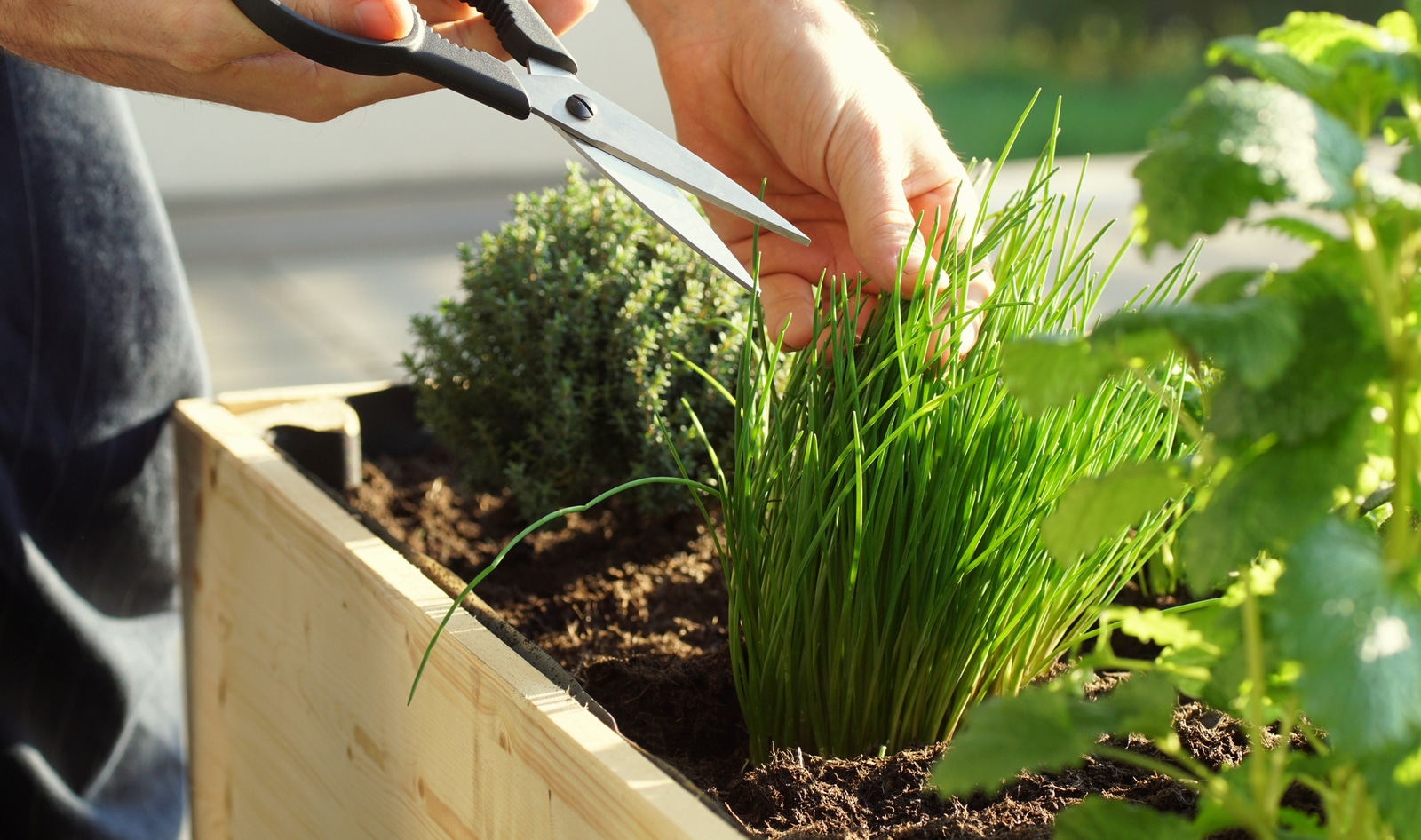 How to Grow Your Own Herbs This Summer And the Best Ways to Eat Them