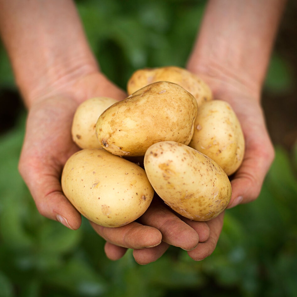 Another Use for the Potato: Meet the Startups Making Eggs From America’s Favorite Vegetable