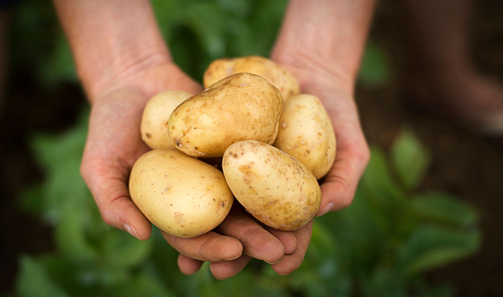 Another Use for the Potato: Meet the Startups Making Eggs From America’s Favorite Vegetable