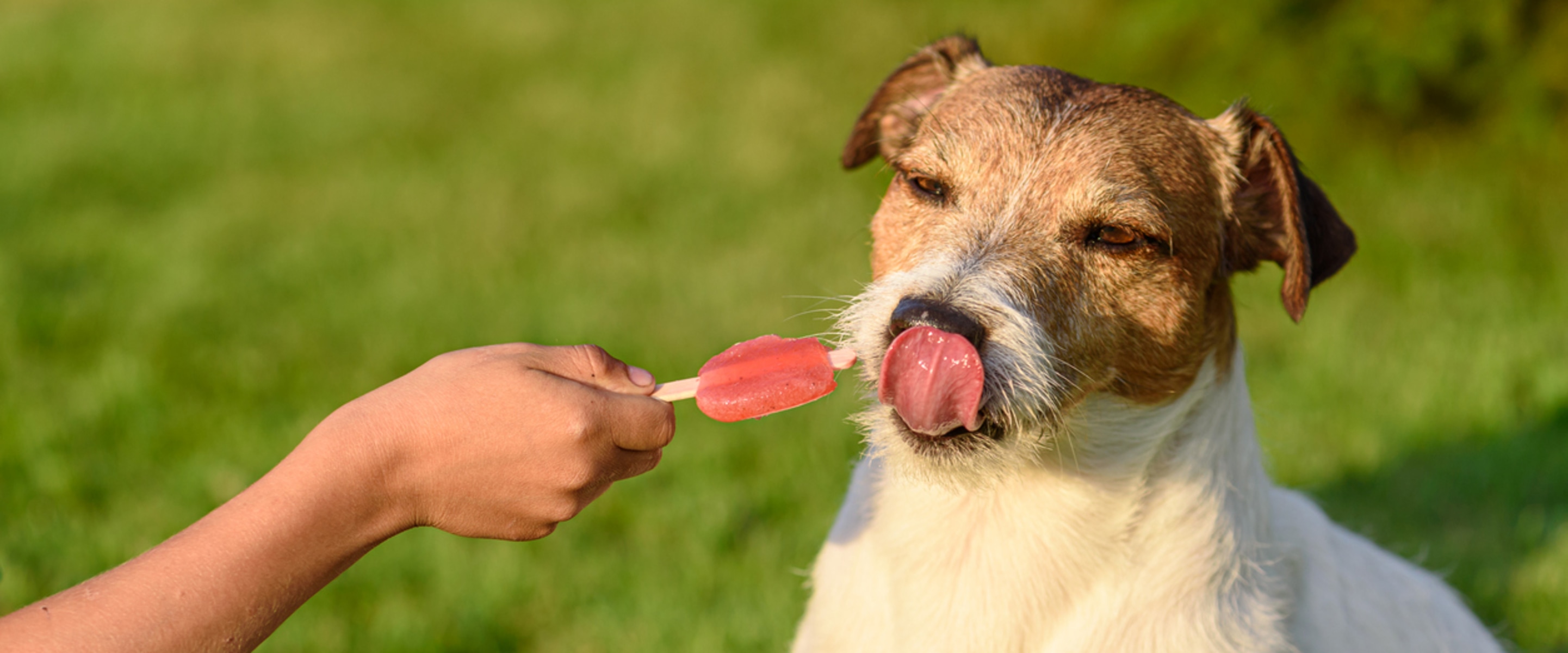 Help Your Dog Cool Off With These 5 DIY Frozen Treats