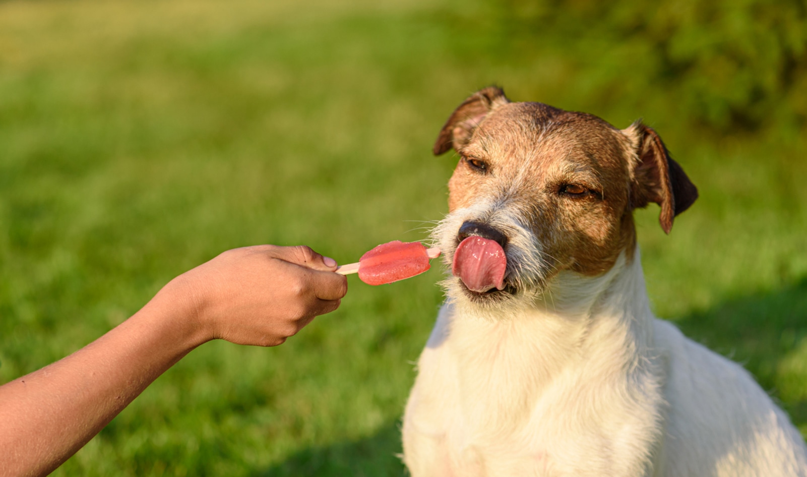 Help Your Dog Cool Off With These 5 DIY Frozen Treats