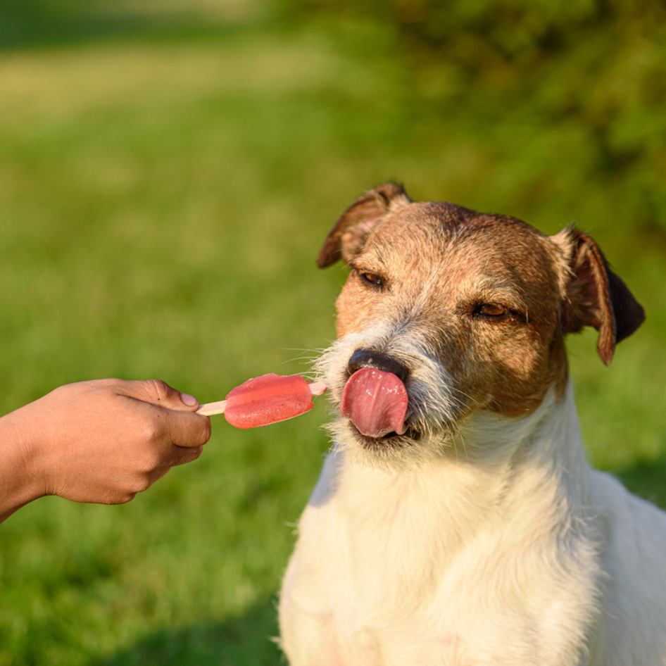 Help Your Dog Cool Off With These 5 DIY Frozen Treats