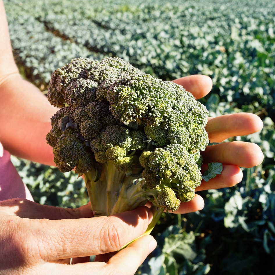 EPA Issues First Emergency Ban in 40 Years on Common Broccoli Pesticide