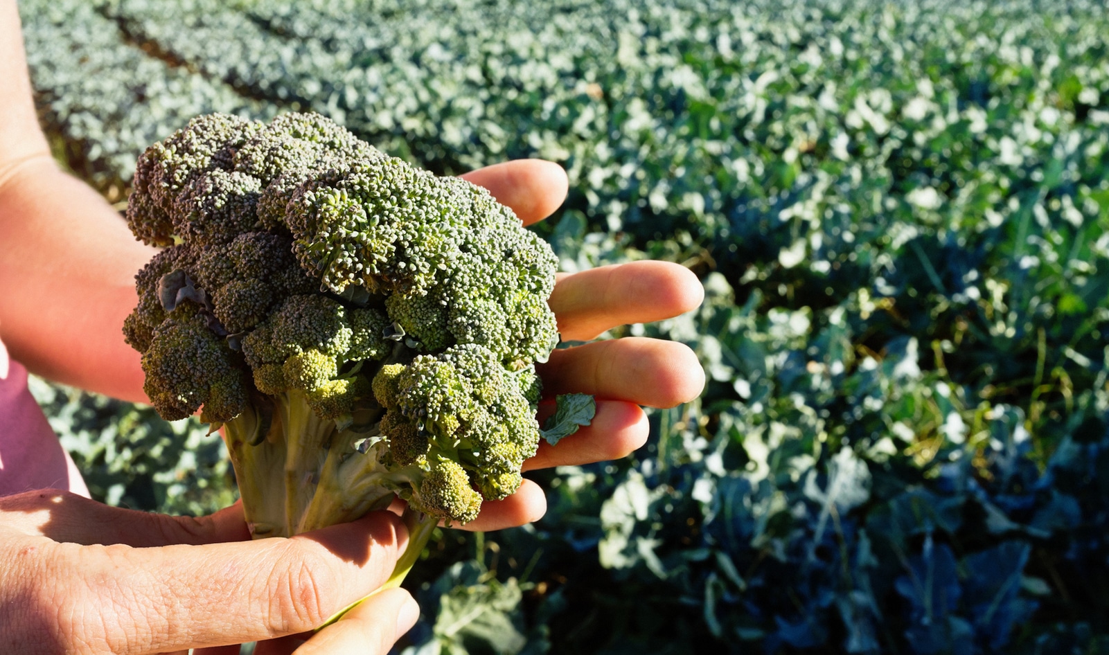 EPA Issues First Emergency Ban in 40 Years on Common Broccoli Pesticide