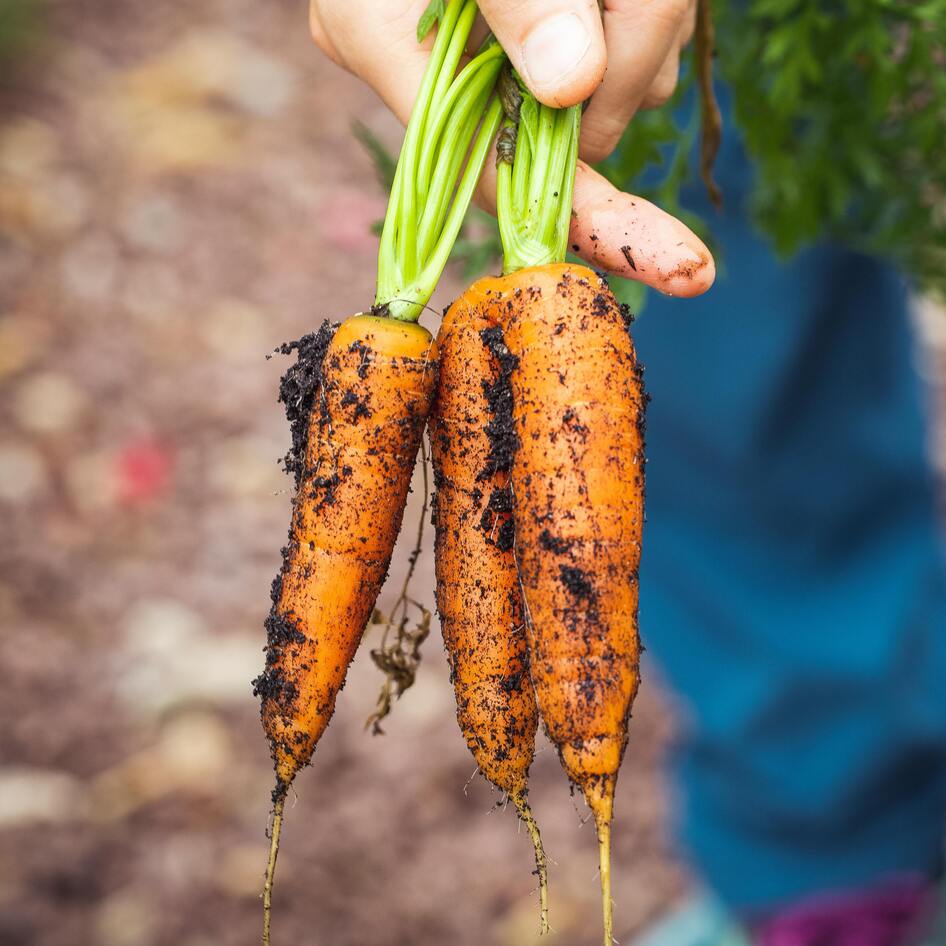 Lessons From the Boomer Diet: Cook From Scratch and Skip the UPFs