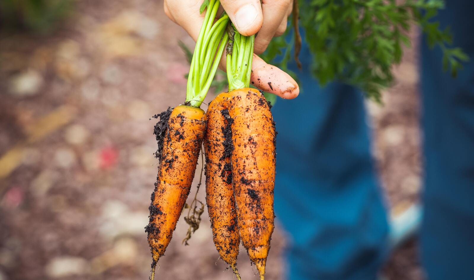 Lessons From the Boomer Diet: Cook From Scratch and Skip the UPFs