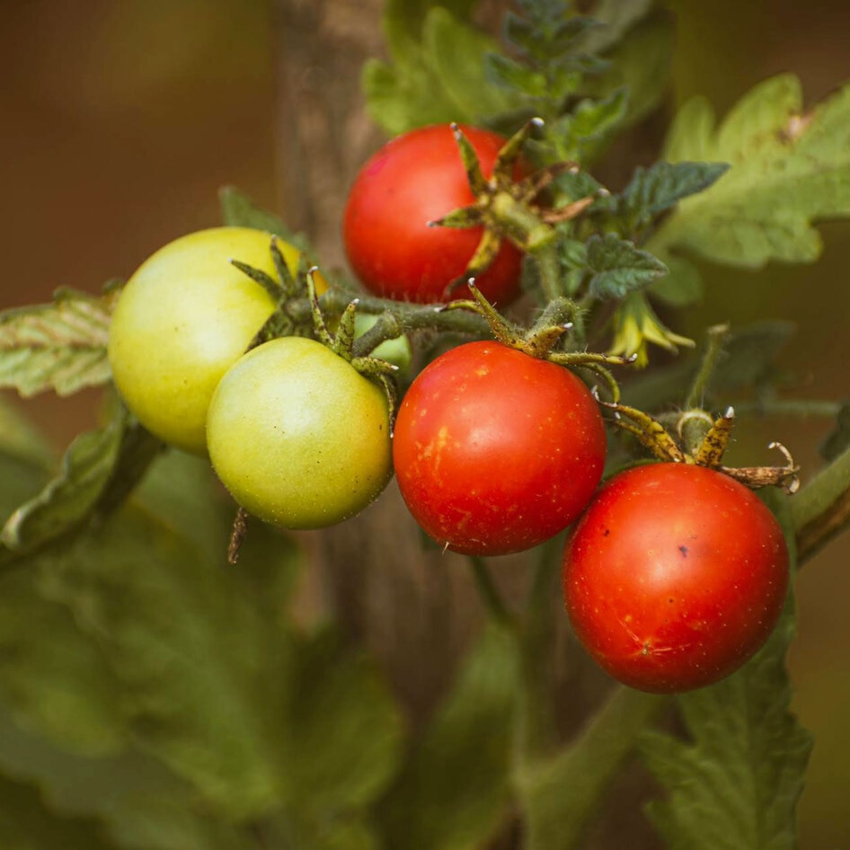 How Cherry Tomatoes and Fungi Could Sustain Space Missions