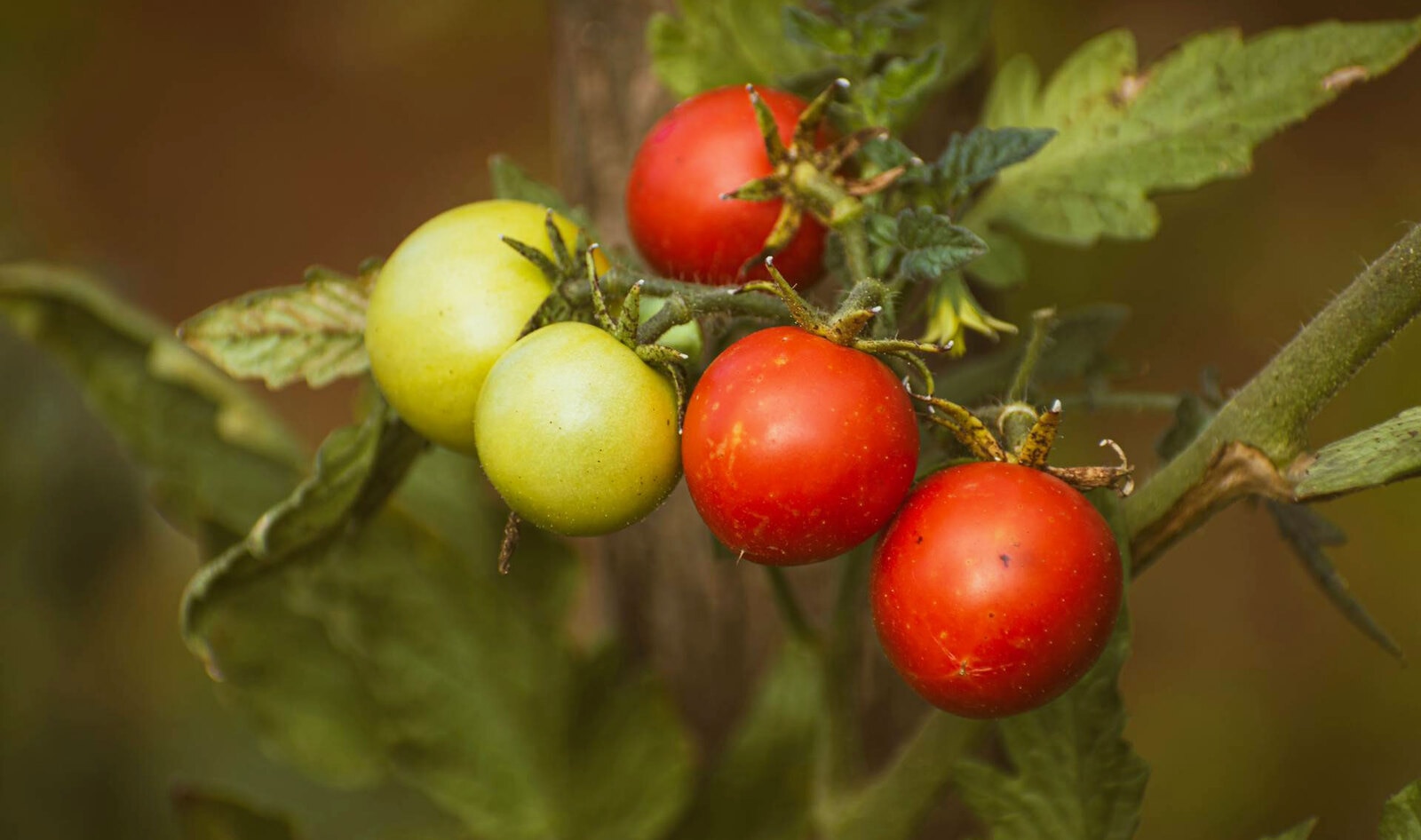 How Cherry Tomatoes and Fungi Could Sustain Space Missions