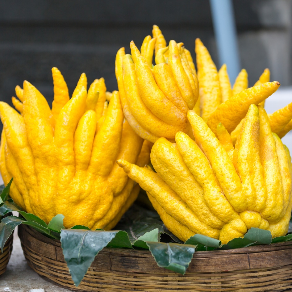 How Alain Duccasse and Martha Stewart Use Buddha's Hand, the Fingered Citron