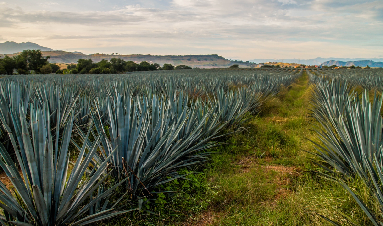 What Is Blue Agave? And How Do You Use It? (Plus, Recipe Ideas!)&nbsp;