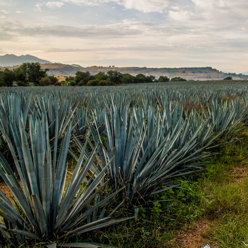 What Is Blue Agave? And How Do You Use It? (Plus, Recipe Ideas!)&nbsp;