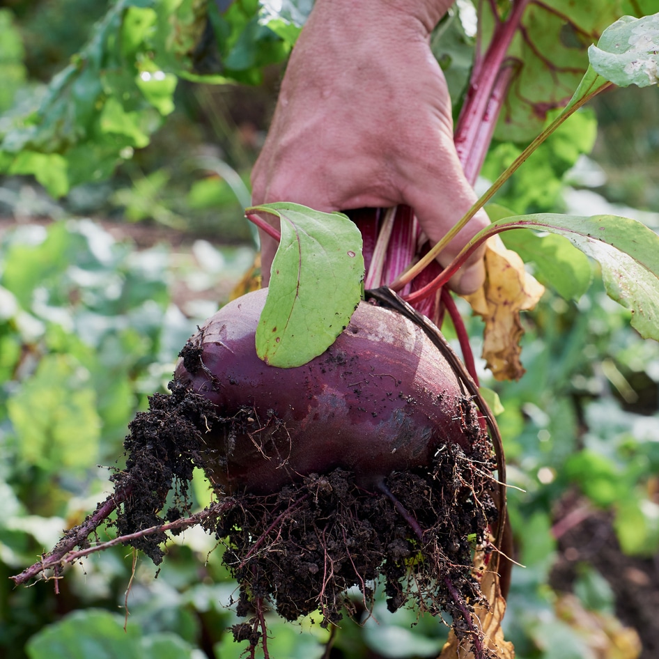 The Best Way to Prepare for Climate Emergencies? Grow Your Own Food, Study Says