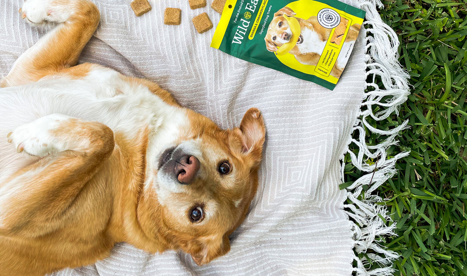 A Fully Vegan Line of Dog Food and Treats Just Launched at a National Pet Food Chain