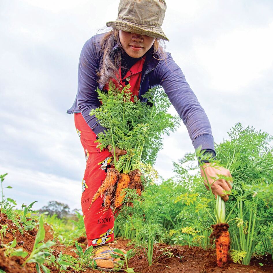 From Broccoli to Beets: 8 Cool Foods to Plant This Fall