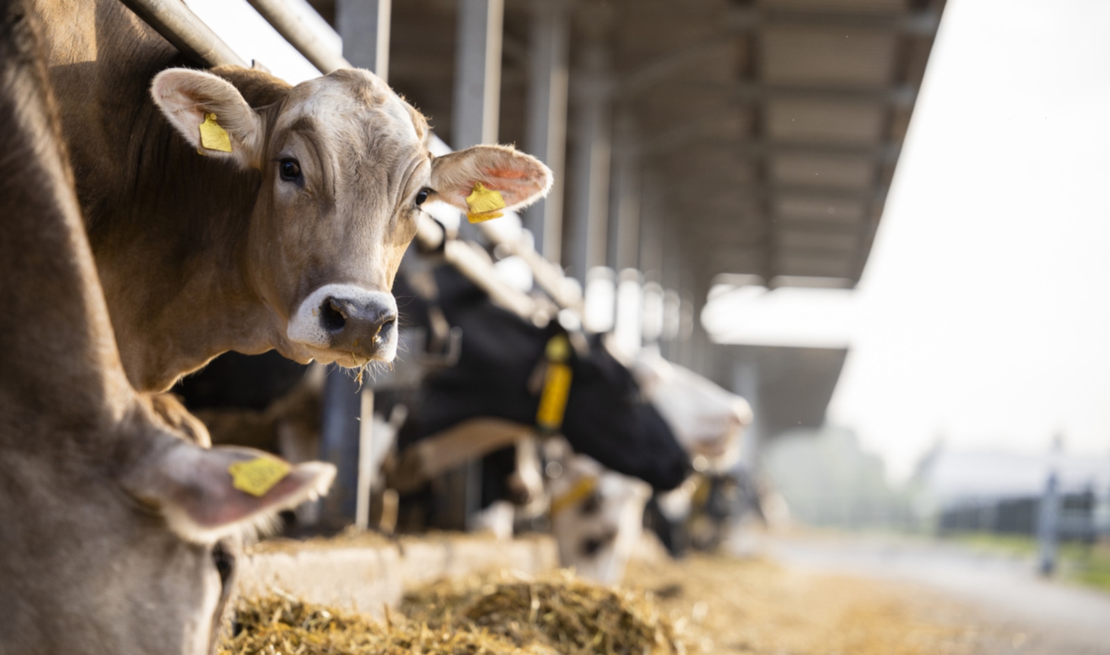 Uh-Oh, the World’s Biggest Climate Conference Just Became a Platform for Big Meat and Dairy