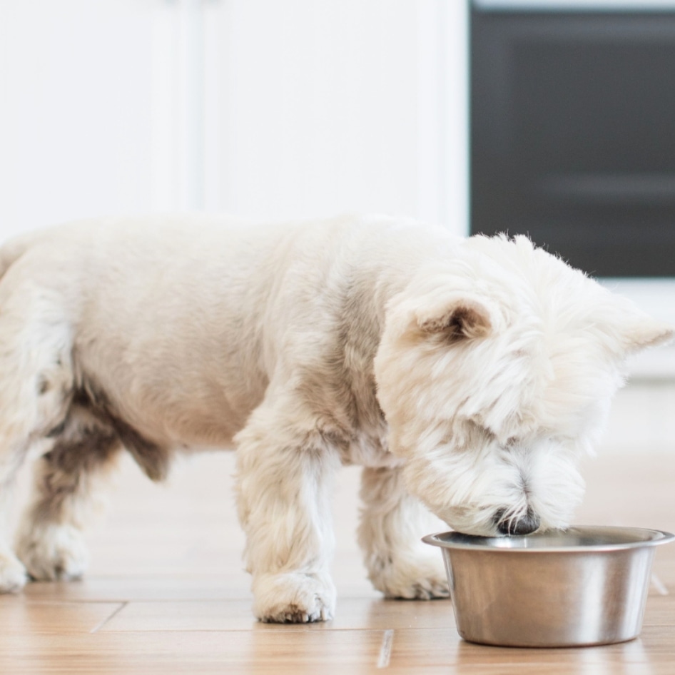 65% of Dogs Are Overweight, But a New Dog Food Is Changing That