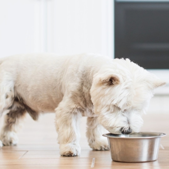 65% of Dogs Are Overweight, But a New Dog Food Is Changing That