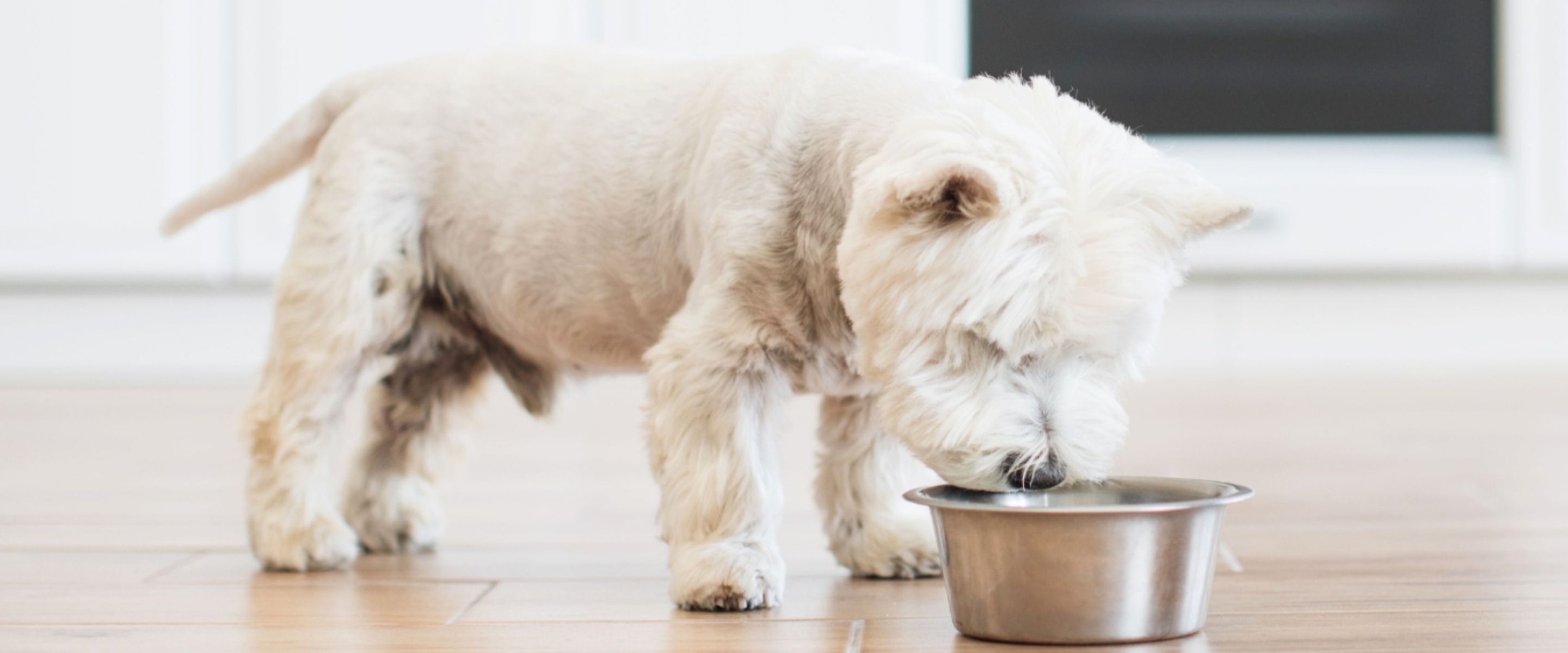 65% of Dogs Are Overweight, But a New Dog Food Is Changing That