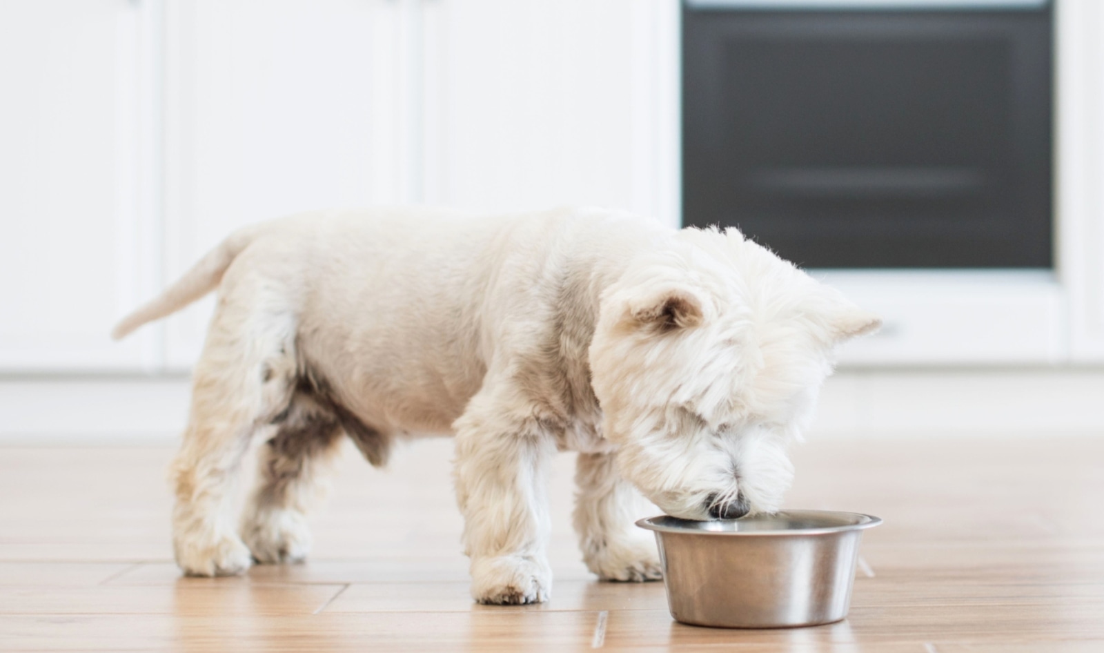 65% of Dogs Are Overweight, But a New Dog Food Is Changing That