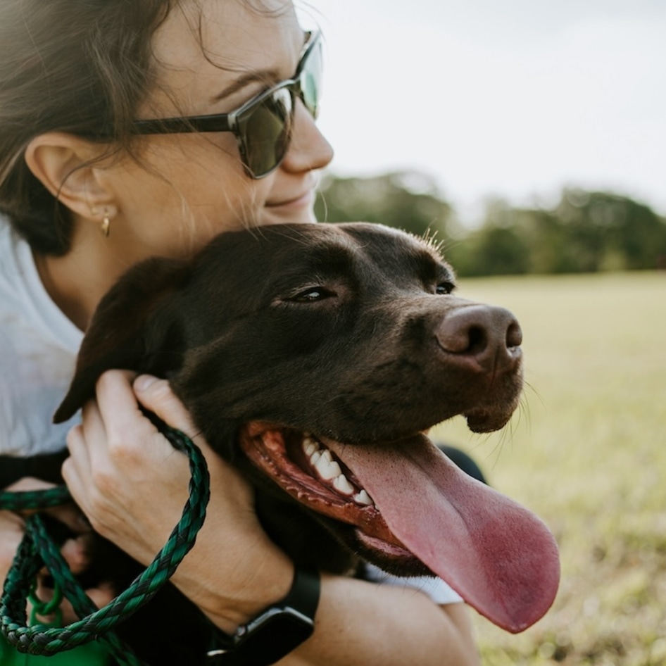 Are You and Your Labrador Obese? New Research Finds a Surprising Link